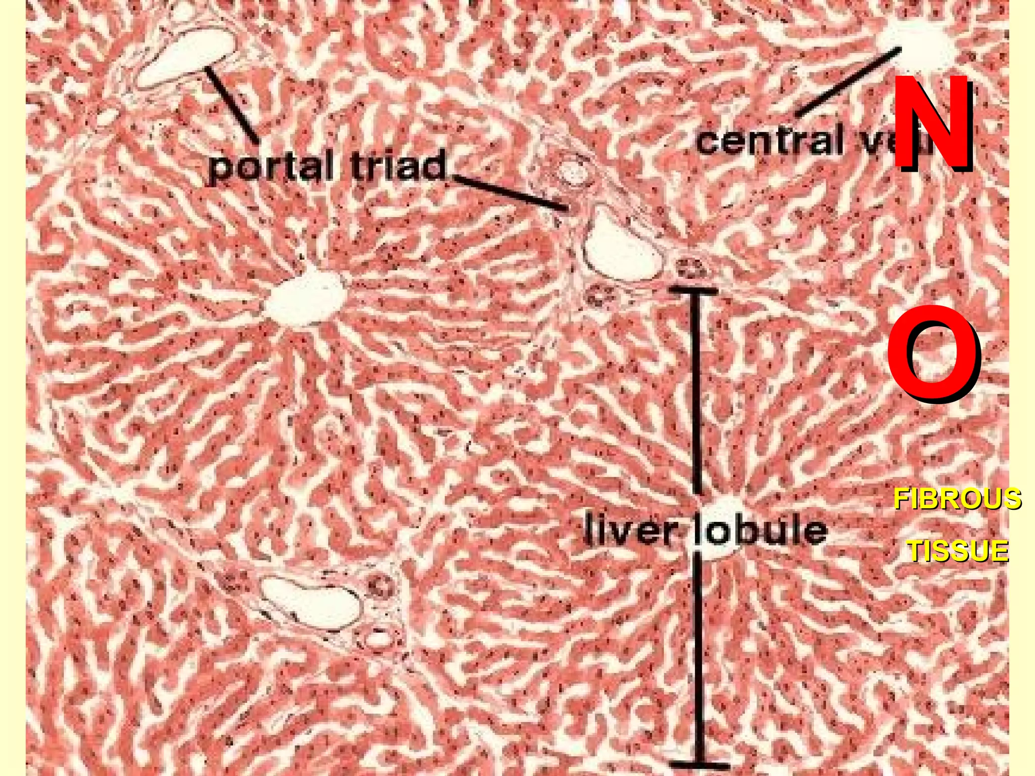 NN
OO
FIBROUSFIBROUS
TISSUETISSUE
 