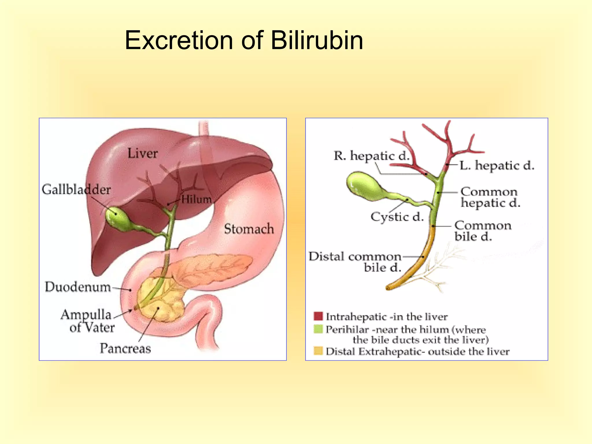 Excretion of Bilirubin
 