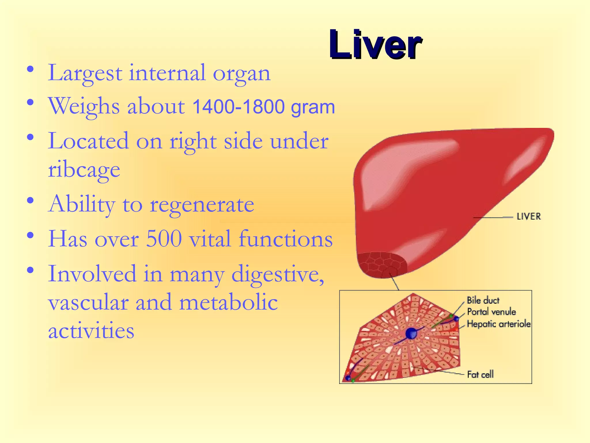 LiverLiver
• Largest internal organ
• Weighs about 1400-1800 gram
• Located on right side under
ribcage
• Ability to regenerate
• Has over 500 vital functions
• Involved in many digestive,
vascular and metabolic
activities
 