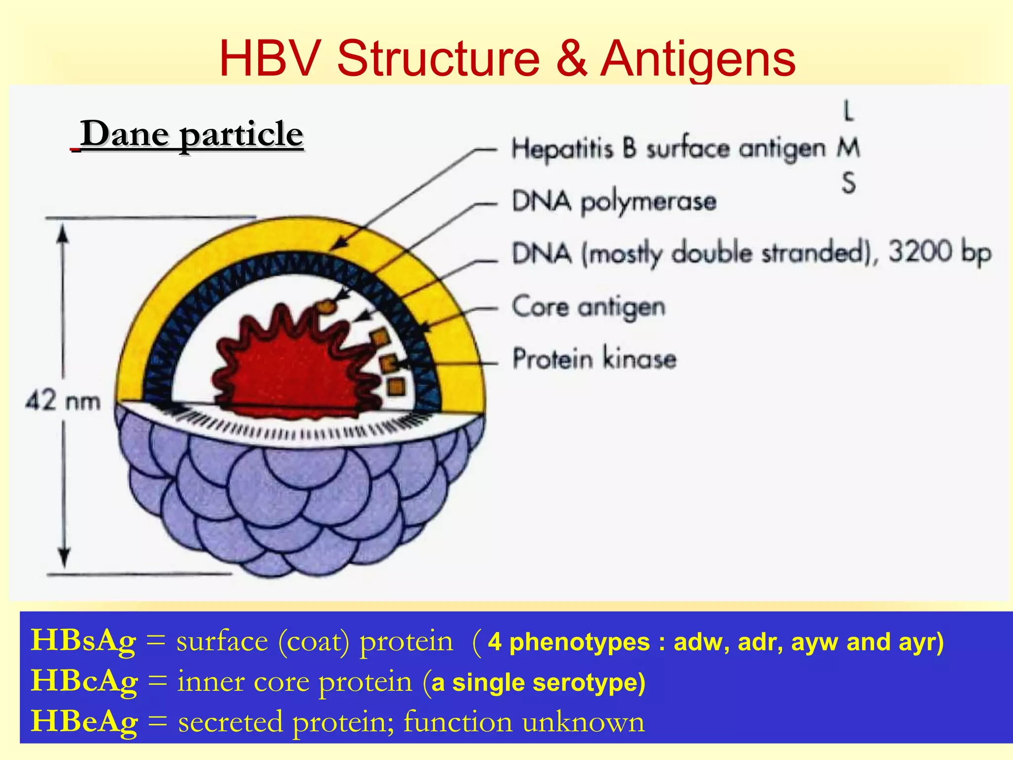 HBV Structure & Antigens
Dane particleDane particle
HBsAg = surface (coat) protein ( 4 phenotypes : adw, adr, ayw and ayr)
HBcAg = inner core protein (a single serotype)
HBeAg = secreted protein; function unknown
 