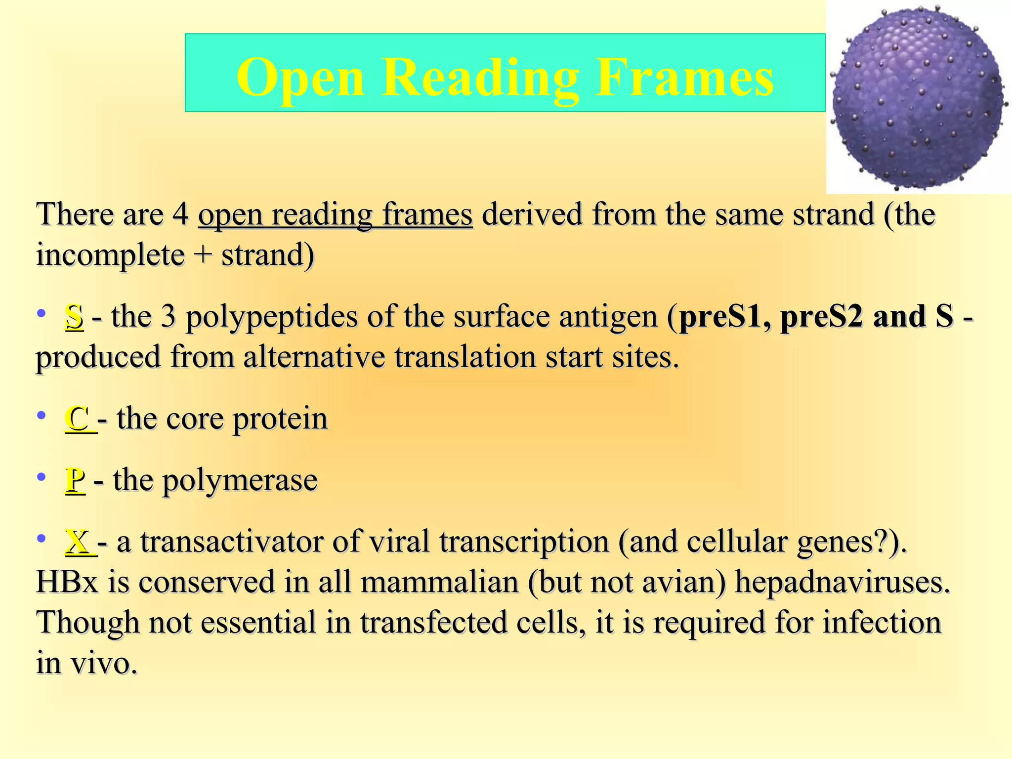 There are 4There are 4 open reading framesopen reading frames derived from the same strand (thederived from the same strand (the
incomplete + strand)incomplete + strand)
• SS - the 3 polypeptides of the surface antigen (- the 3 polypeptides of the surface antigen (preS1, preS2 and SpreS1, preS2 and S --
produced from alternative translation start sites.produced from alternative translation start sites.
• CC - the core protein- the core protein
• PP - the polymerase- the polymerase
• XX - a transactivator of viral transcription (and cellular genes?).- a transactivator of viral transcription (and cellular genes?).
HBx is conserved in all mammalian (but not avian) hepadnaviruses.HBx is conserved in all mammalian (but not avian) hepadnaviruses.
Though not essential in transfected cells, it is required for infectionThough not essential in transfected cells, it is required for infection
in vivo.in vivo.
Open Reading Frames
 