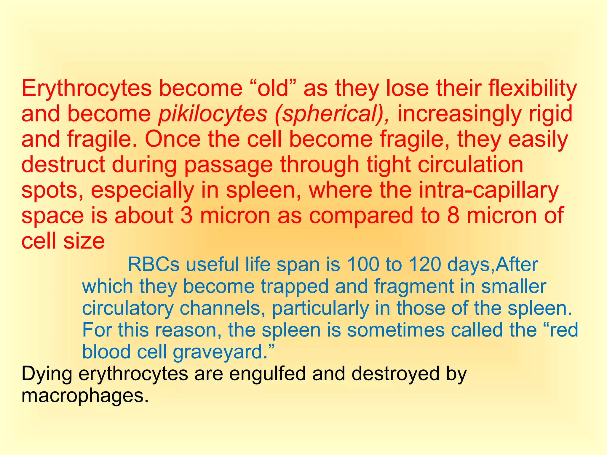 Erythrocytes become “old” as they lose their flexibility
and become pikilocytes (spherical), increasingly rigid
and fragile. Once the cell become fragile, they easily
destruct during passage through tight circulation
spots, especially in spleen, where the intra-capillary
space is about 3 micron as compared to 8 micron of
cell size
RBCs useful life span is 100 to 120 days,After
which they become trapped and fragment in smaller
circulatory channels, particularly in those of the spleen.
For this reason, the spleen is sometimes called the “red
blood cell graveyard.”
Dying erythrocytes are engulfed and destroyed by
macrophages.
 