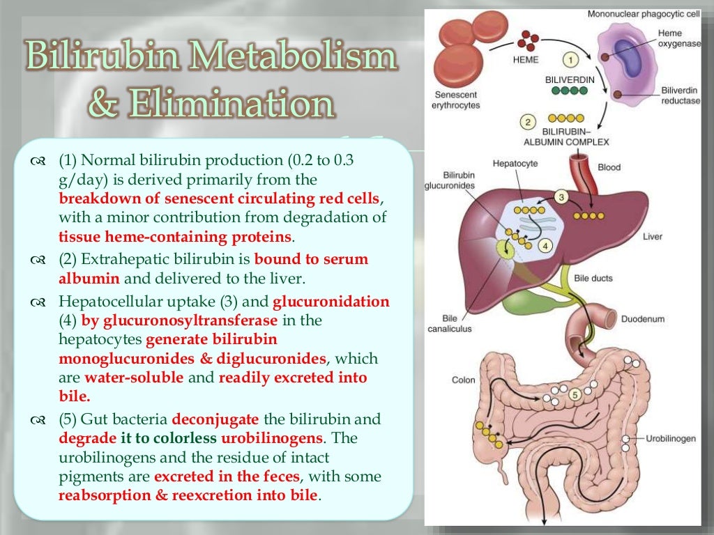 Jaundice & cholestatic liver diseases