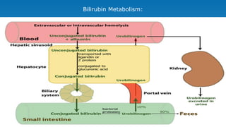 Bilirubin Metabolism:
 