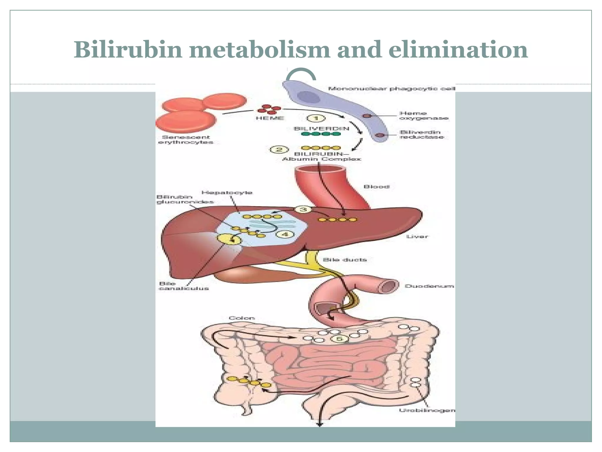 Bilirubin metabolism and elimination
 
