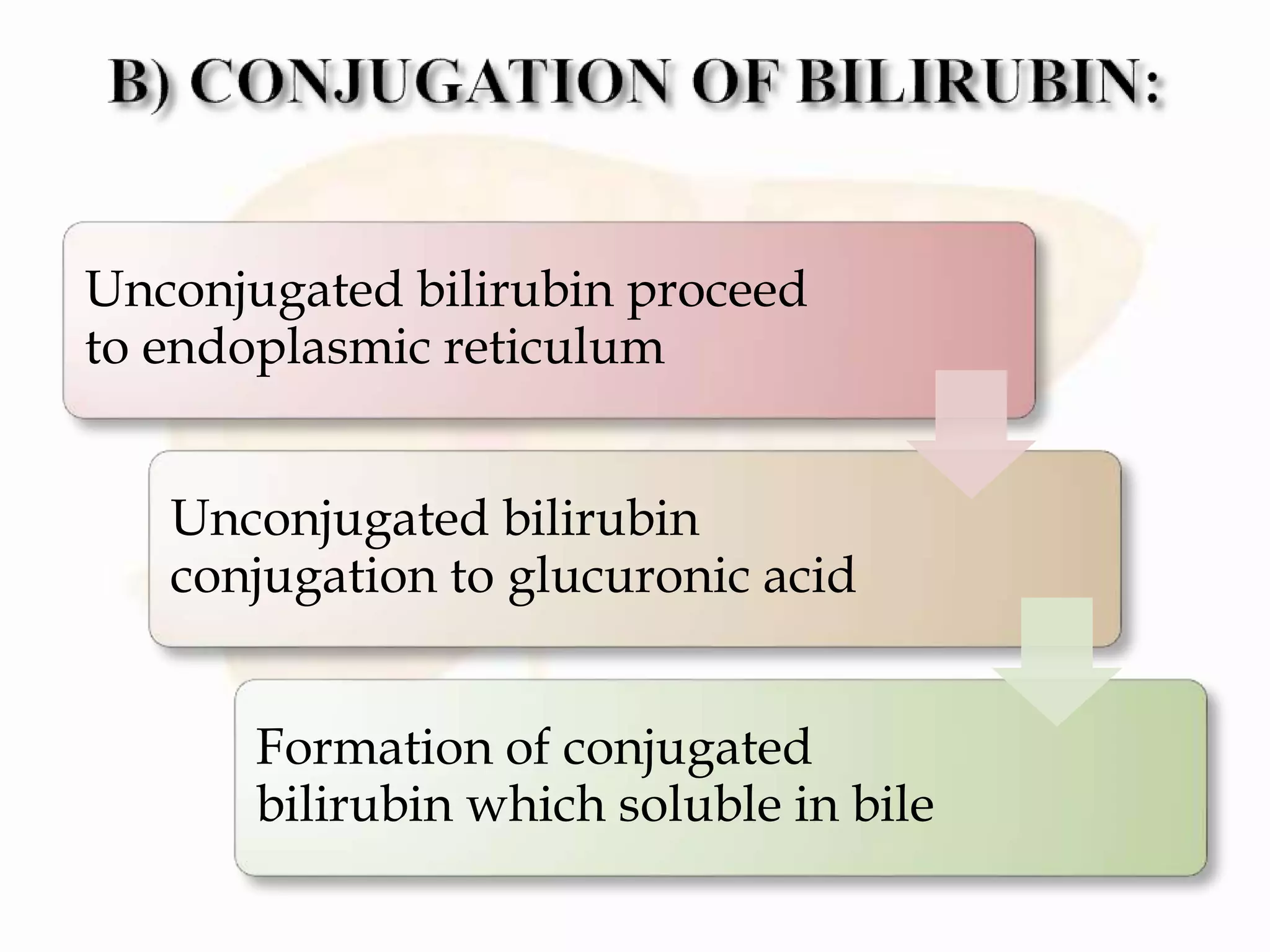 Unconjugated bilirubin proceed
to endoplasmic reticulum
Unconjugated bilirubin
conjugation to glucuronic acid
Formation of conjugated
bilirubin which soluble in bile
 