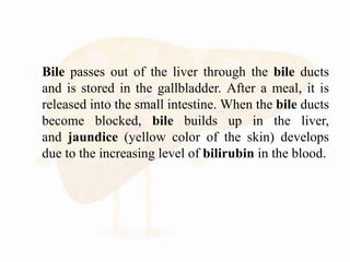  Bile passes out of the liver through the bile ducts
and is stored in the gallbladder. After a meal, it is
released into the small intestine. When the bile ducts
become blocked, bile builds up in the liver,
and jaundice (yellow color of the skin) develops
due to the increasing level of bilirubin in the blood.
 