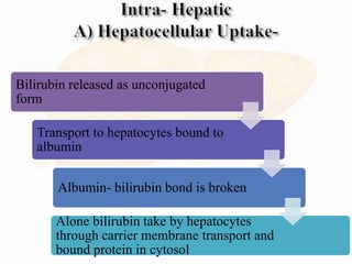 Bilirubin released as unconjugated
form
Transport to hepatocytes bound to
albumin
Albumin- bilirubin bond is broken
Alone bilirubin take by hepatocytes
through carrier membrane transport and
bound protein in cytosol
 