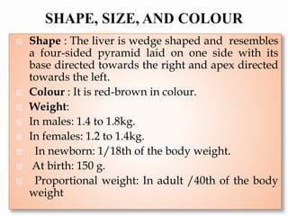  Shape : The liver is wedge shaped and resembles
a four-sided pyramid laid on one side with its
base directed towards the right and apex directed
towards the left.
 Colour : It is red-brown in colour.
 Weight:
 In males: 1.4 to 1.8kg.
 In females: 1.2 to 1.4kg.
 In newborn: 1/18th of the body weight.
 At birth: 150 g.
 Proportional weight: In adult /40th of the body
weight
 
