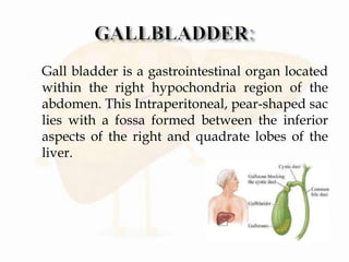  Gall bladder is a gastrointestinal organ located
within the right hypochondria region of the
abdomen. This Intraperitoneal, pear-shaped sac
lies with a fossa formed between the inferior
aspects of the right and quadrate lobes of the
liver.
 