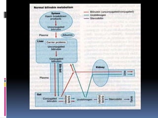 Most Importantly…Kernicterus: unconjugated bilirubin deposits in the brain  yellow staining + degenerative lesionsPhase 1:  decreased alertnessHypotonia		Poor feeding  Phase 2:	Hypertonia,	Retrocollis,  opisthotonus  Phase 3:	Hypotonia