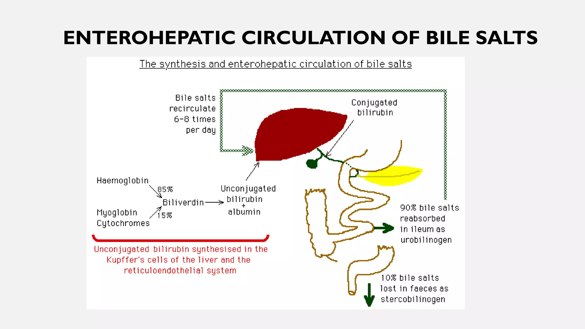 ENTEROHEPATIC CIRCULATION OF BILE SALTS
 