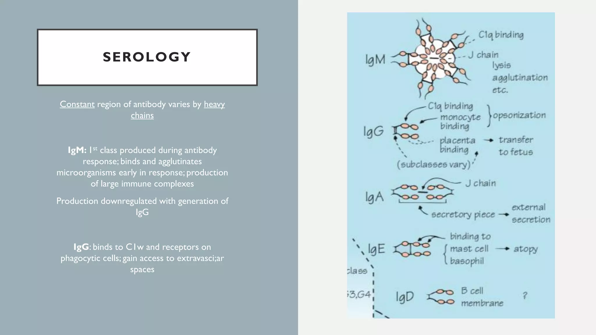 SEROLOGY
Constant region of antibody varies by heavy
chains
IgM: 1st class produced during antibody
response; binds and agglutinates
microorganisms early in response; production
of large immune complexes
Production downregulated with generation of
IgG
IgG: binds to C1w and receptors on
phagocytic cells; gain access to extravasci;ar
spaces
 