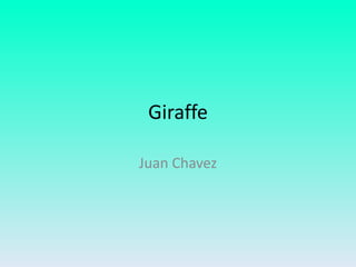 Giraffe

Juan Chavez
 