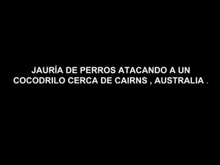JAURÍA DE PERROS ATACANDO A UN COCODRILO CERCA DE CAIRNS , AUSTRALIA  . 