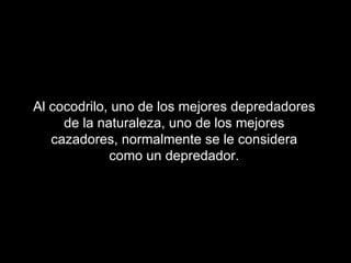 Al cocodrilo, uno de los mejores depredadores
     de la naturaleza, uno de los mejores
   cazadores, normalmente se le considera
             como un depredador.
 