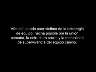 Aún así, puede caer víctima de la estrategia
   de equipo, hecha posible por la unión
cercana, la estructura social y la mentalidad
    de supervivencia del equipo canino.
 