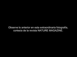 Observe lo anterior en esta extraordinaria fotografía,
   cortesía de la revista NATURE MAGAZINE.
 