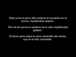 Note como el perro Alfa sostiene al cocodrilo con el
          hocico, impidiéndole respirar.

Otro de los perros lo sostiene de la cola, impidiéndole
                       golpear.

 El tercer perro ataca la zona vulnerable del vientre,
              que es la más vulnerable.
 