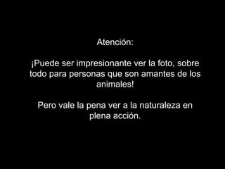 Atención:

 ¡Puede ser impresionante ver la foto, sobre
todo para personas que son amantes de los
                 animales!

  Pero vale la pena ver a la naturaleza en
                plena acción.
 