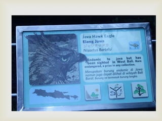 Javan hawk eagle