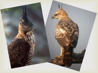 Javan hawk eagle