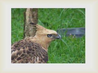 Javan hawk eagle