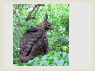 Javan hawk eagle