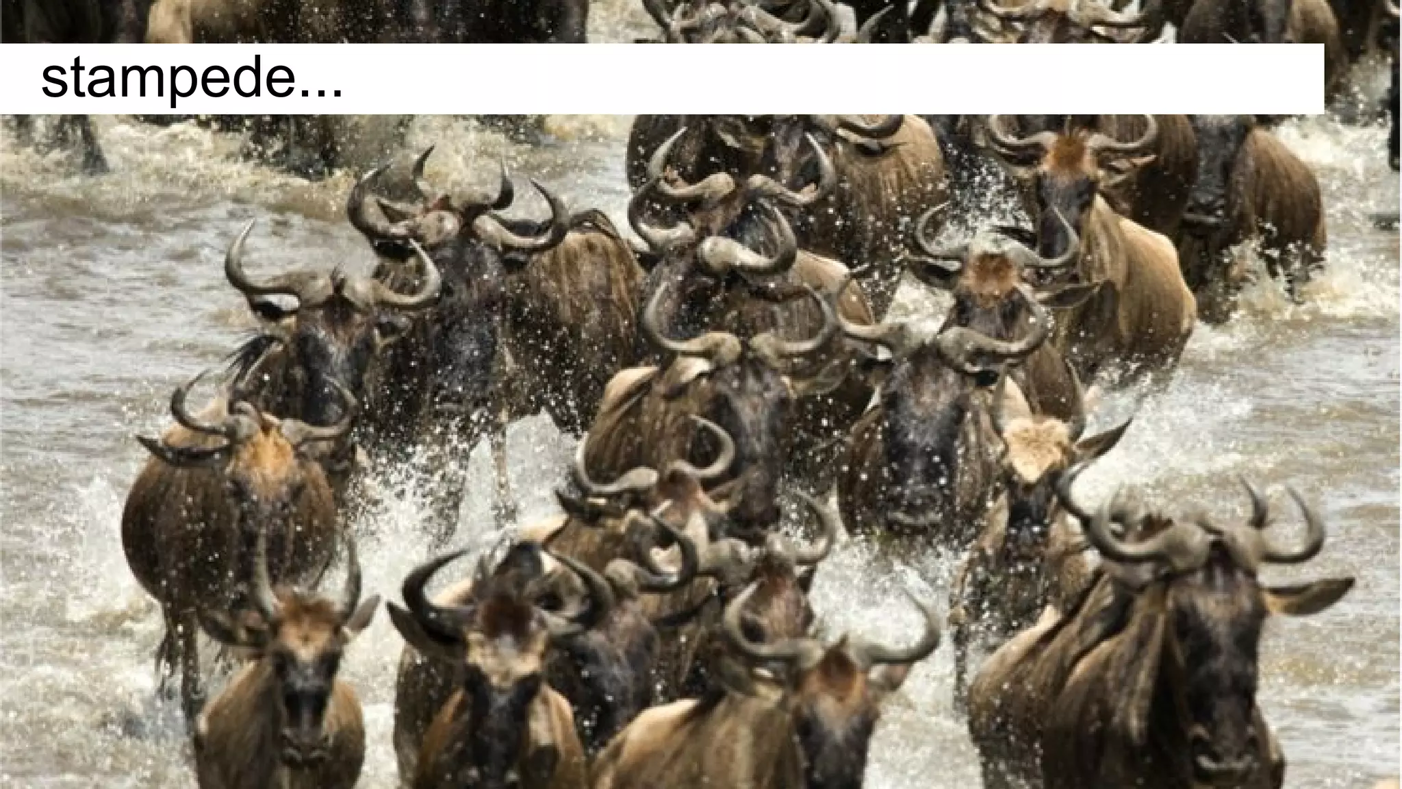 stampede...
 