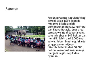 Ragunan
Kebun Binatang Ragunan yang
berdiri sejak 1864 ini pada
mulanya dikelola oleh
perhimpunan penyayang Flora
dan Fauna Batavia. Luas area
tempat wisata di Jakarta yang
satu ini sebesar 147 hektar dan
memiliki lebih dari 2.000 ekor
satwa. Kebun binatang Jakarta
yang populer ini juga
ditumbuhi lebih dari 50.000
pohon, membuat suasananya
menjadi begitu sejuk dan
nyaman.
 
