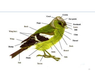 Bird Example




               23
 