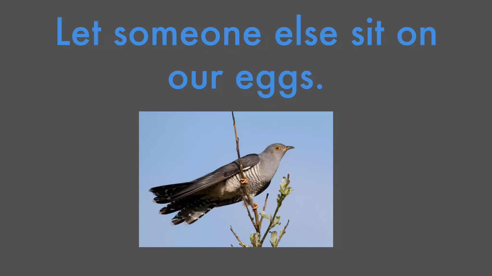 Let someone else sit on 
our eggs. 
 