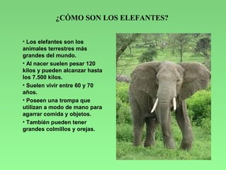 ¿CÓMO SON LOS ELEFANTES?


• Los elefantes son los
animales terrestres más
grandes del mundo.
• Al nacer suelen pesar 120
...