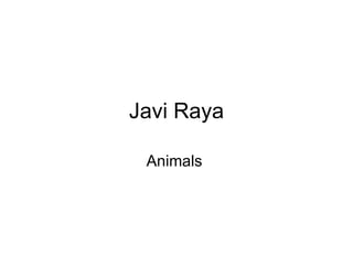Javi Raya Animals  