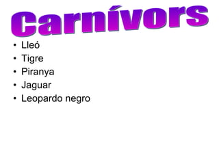 Lleó Tigre Piranya Jaguar Leopardo negro Carnívors 