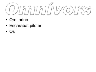 Ornitorinc Escarabat piloter Os Omnívors 
