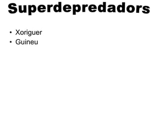 Xoriguer Guineu Superdepredadors 