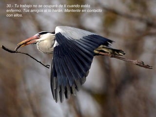 30.- Tu trabajo no se ocupará de ti cuando estés
enfermo. Tus amigos sí lo harán. Mantente en contacto
con ellos.
 