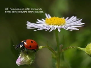 38.- Recuerda que estás demasiado
bendecido como para estar estresado.
 