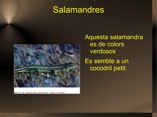 Salamandres ,[object Object]