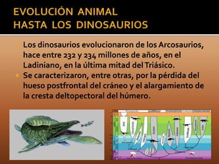  Los dinosaurios evolucionaron de los Arcosaurios,
  hace entre 232 y 234 millones de años, en el
  Ladiniano, en la última mitad del Triásico.
 Se caracterizaron, entre otras, por la pérdida del
  hueso postfrontal del cráneo y el alargamiento de
  la cresta deltopectoral del húmero.
 
