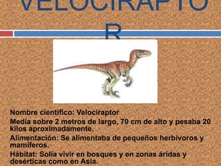 VELOCIRAPTO
           R

   Nombre científico: Velociraptor
   Medía sobre 2 metros de largo, 70 cm de alto y pesaba 20
    kilos aproximadamente.
   Alimentación: Se alimentaba de pequeños herbívoros y
    mamíferos.
   Hábitat: Solía vivir en bosques y en zonas áridas y
    desérticas como en Asia.
 