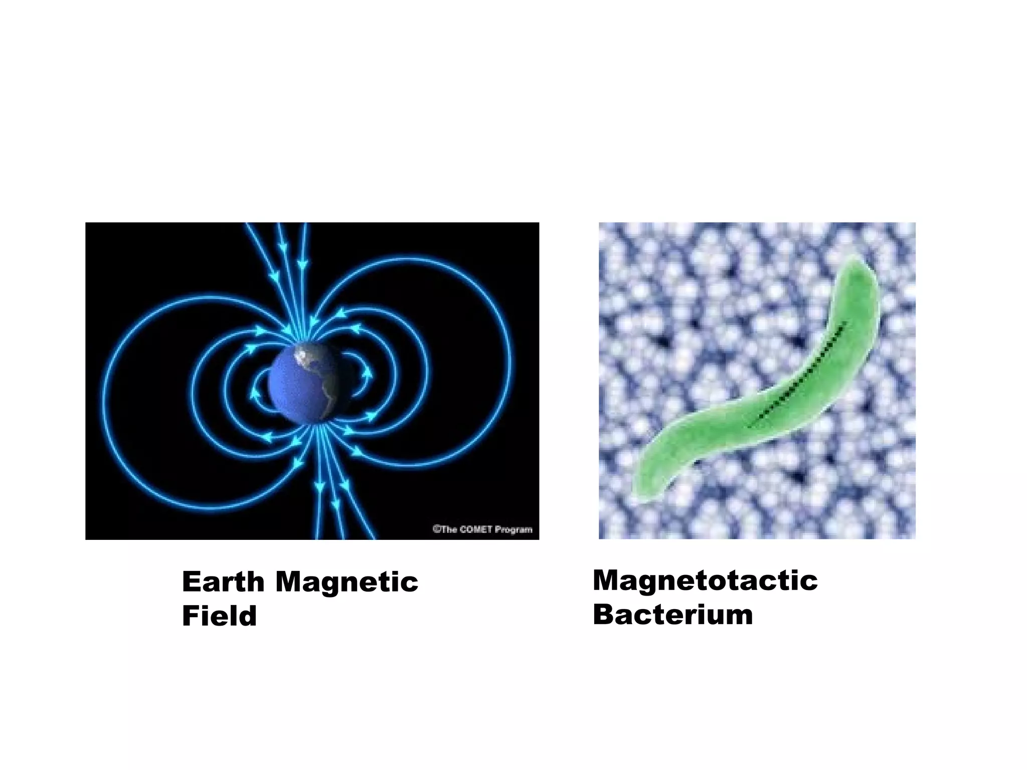 Earth Magnetic   Magnetotactic
Field            Bacterium
 