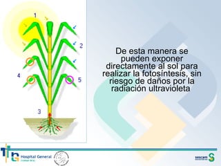De esta manera se pueden exponer directamente al sol para realizar la fotosíntesis, sin riesgo de daños por la radiación ultravioleta  