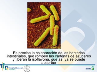 Es precisa la colaboración de las bacterias intestinales, que rompen las cadenas de azúcares y liberan la isoflavona, que así ya se puede absorber 