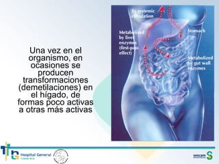 Una vez en el organismo, en ocasiones se producen transformaciones (demetilaciones) en el hígado, de formas poco activas a otras más activas 