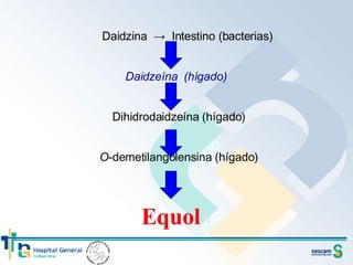 Daidzina  ->  Intestino (bacterias)   Daidzeína  (hígado) Dihidrodaidzeína (hígado) O -demetilangolensina (hígado) Equol 