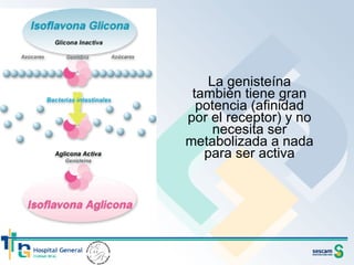 La genisteína también tiene gran potencia (afinidad por el receptor) y no necesita ser metabolizada a nada para ser activa 