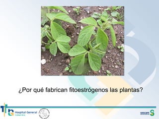 ¿Por qué fabrican fitoestrógenos las plantas? 