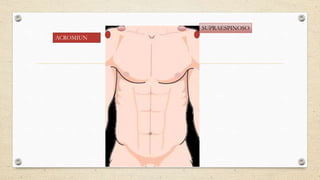 SUPRAESPINOSO
ACROMIUN